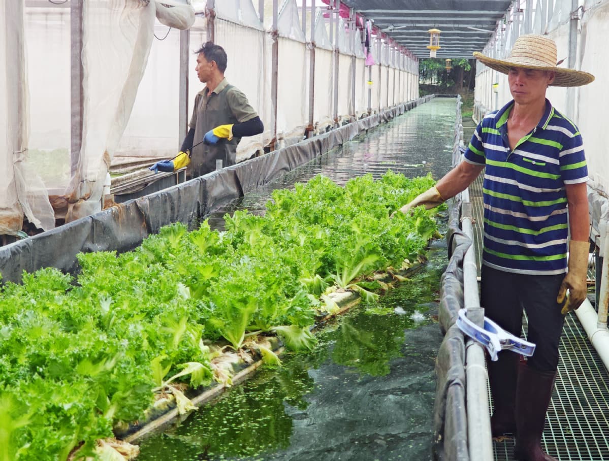 工作人員利用水上浮力運輸蔬菜到倉庫